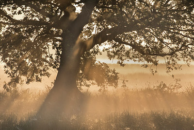 BUITEN BEELD Foto: 306449