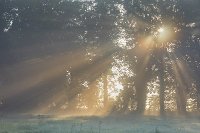 BUITEN BEELD Foto: 306451