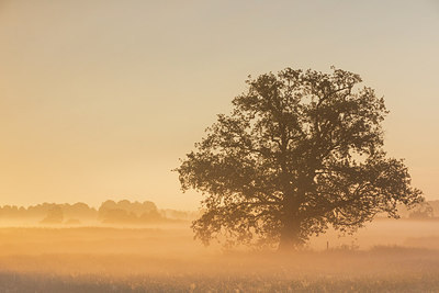 BUITEN BEELD Foto: 306453