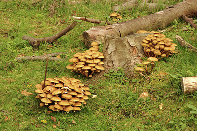 BUITEN BEELD Foto: 306459