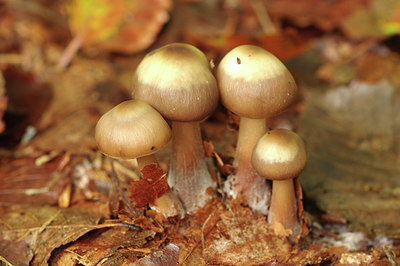 BUITEN BEELD Foto: 306461