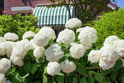 BUITEN BEELD Foto: 306477