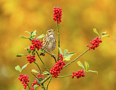 BUITEN BEELD Foto: 306486