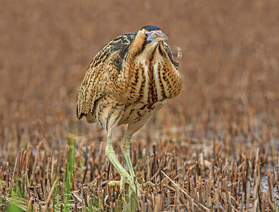 BUITEN BEELD Foto: 306490