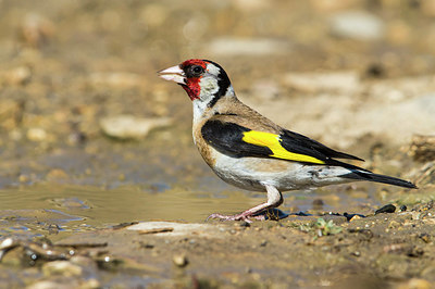 BUITEN BEELD Foto: 306500