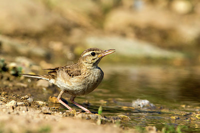 BUITEN BEELD Foto: 306503