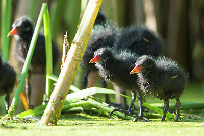 BUITEN BEELD Foto: 306511