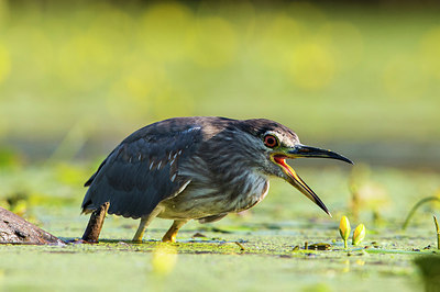 BUITEN BEELD Foto: 306521