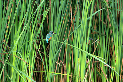 BUITEN BEELD Foto: 306530