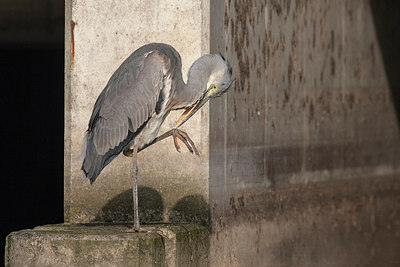 BUITEN BEELD Foto: 306536