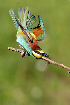 BUITEN BEELD Foto: 306549
