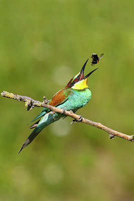 BUITEN BEELD Foto: 306551