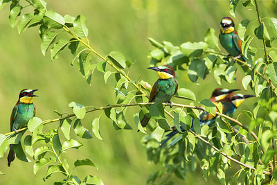 BUITEN BEELD Foto: 306553