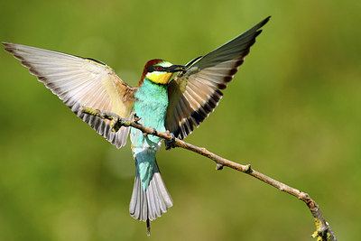 BUITEN BEELD Foto: 306556