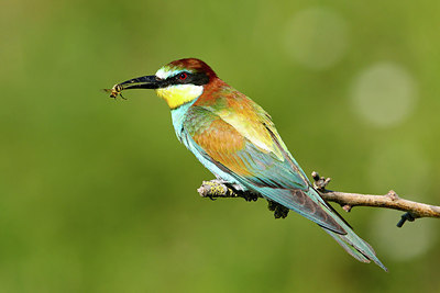 BUITEN BEELD Foto: 306557