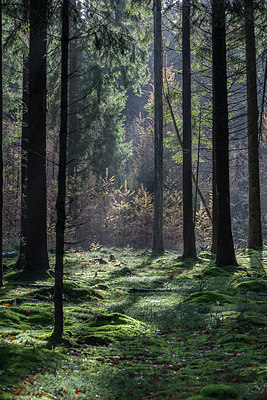 BUITEN BEELD Foto: 306564