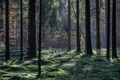 BUITEN BEELD Foto: 306565