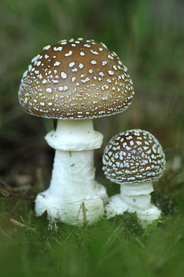 BUITEN BEELD Foto: 306572