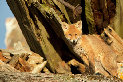 BUITEN BEELD Foto: 306620