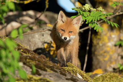 BUITEN BEELD Foto: 306621
