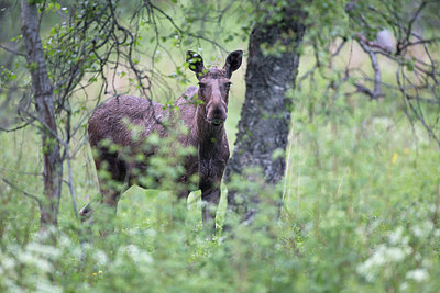 BUITEN BEELD Foto: 306626