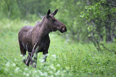 BUITEN BEELD Foto: 306627