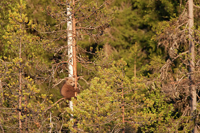 BUITEN BEELD Foto: 306635