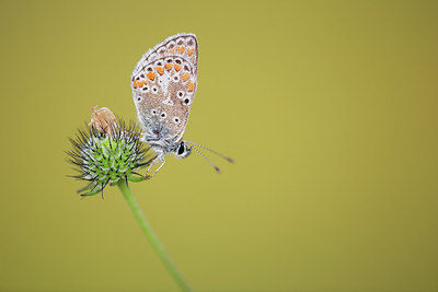 BUITEN BEELD Foto: 306645