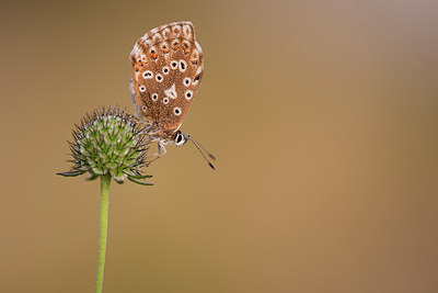 BUITEN BEELD Foto: 306646