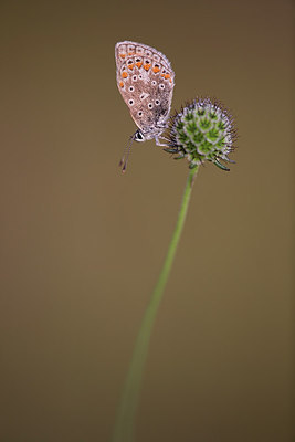 BUITEN BEELD Foto: 306647