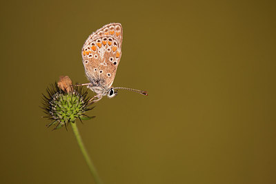 BUITEN BEELD Foto: 306648