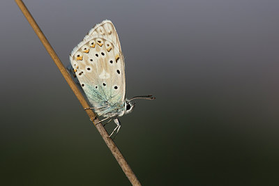 BUITEN BEELD Foto: 306654