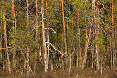 BUITEN BEELD Foto: 306664