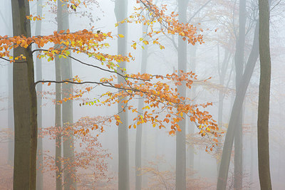 BUITEN BEELD Foto: 306726