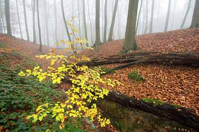 BUITEN BEELD Foto: 306737