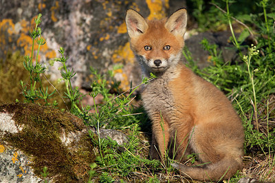 BUITEN BEELD Foto: 306757