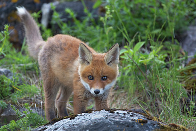 BUITEN BEELD Foto: 306758