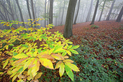 BUITEN BEELD Foto: 306782
