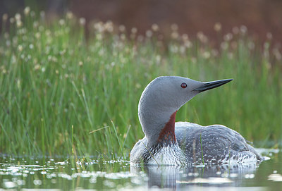 BUITEN BEELD Foto: 306799