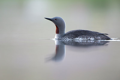 BUITEN BEELD Foto: 306801