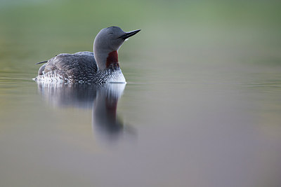 BUITEN BEELD Foto: 306802