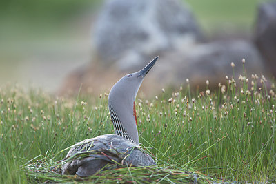 BUITEN BEELD Foto: 306807