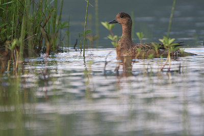 BUITEN BEELD Foto: 306813