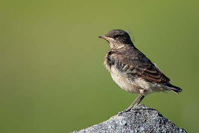 BUITEN BEELD Foto: 306822