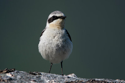BUITEN BEELD Foto: 306823
