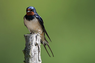 BUITEN BEELD Foto: 306825