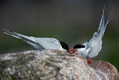 BUITEN BEELD Foto: 306831