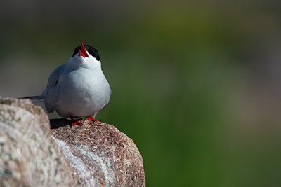 BUITEN BEELD Foto: 306832