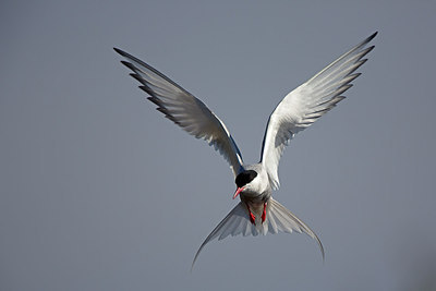 BUITEN BEELD Foto: 306836