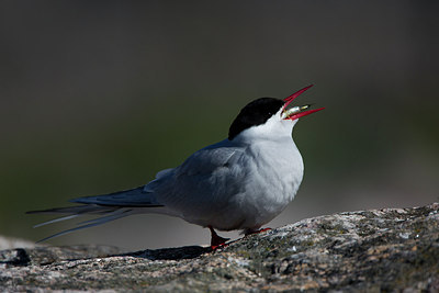 BUITEN BEELD Foto: 306840